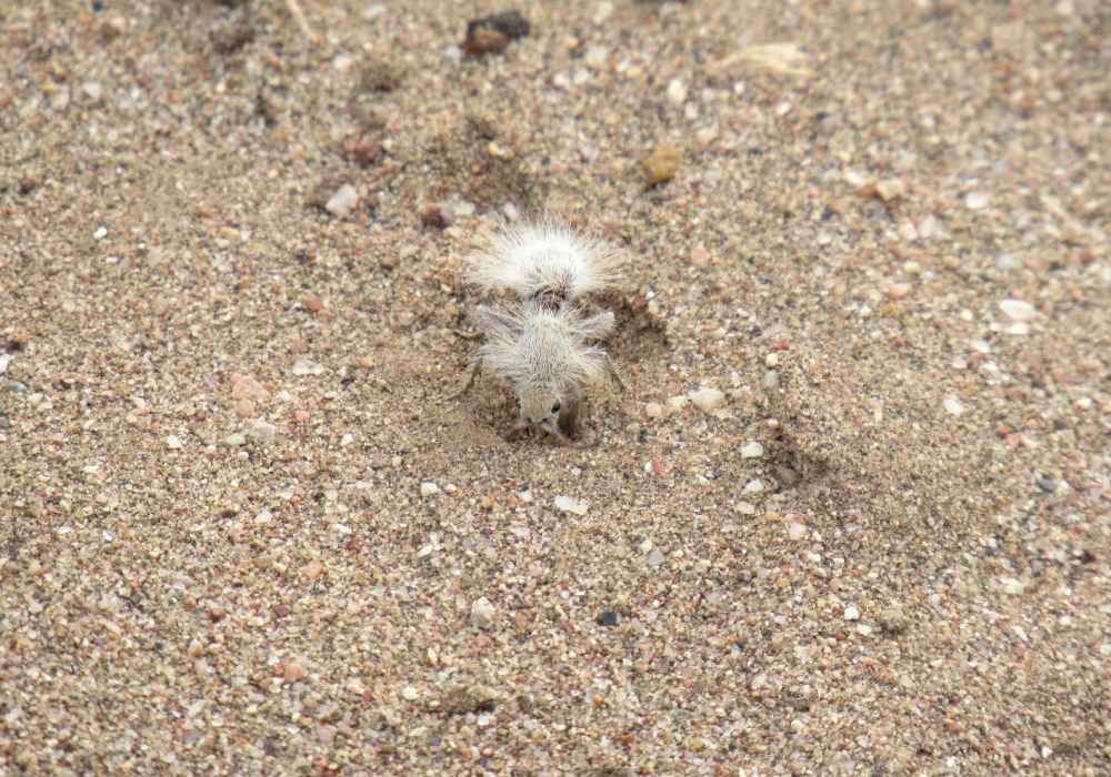 10 Strange Animals and Where to Go to See Them