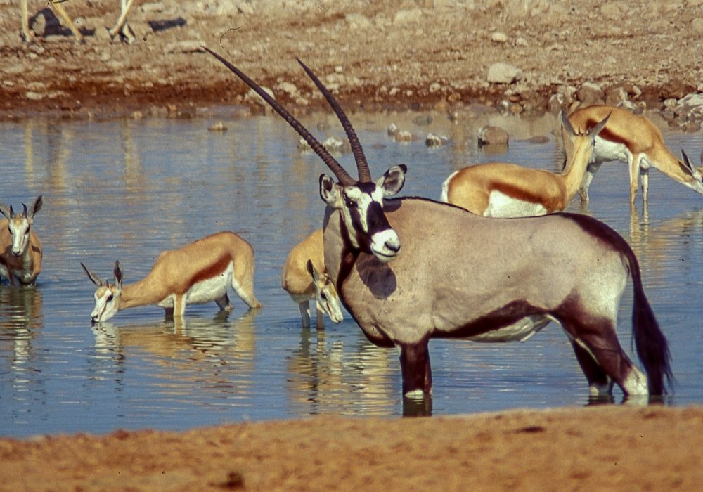 A Guide to Visiting Namibia
