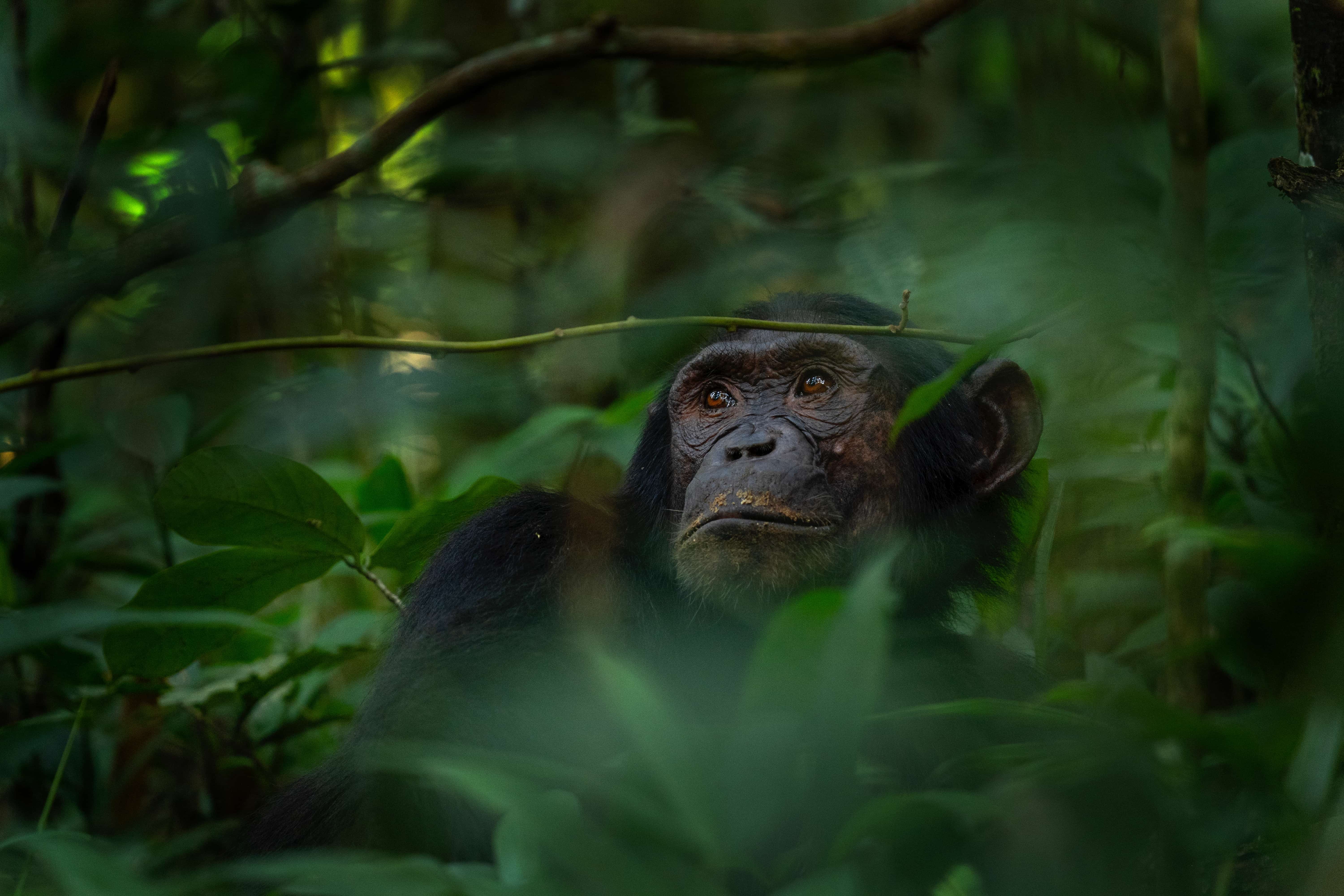 African Primates: A Comprehensive Roundup of Our Top Primate Experiences