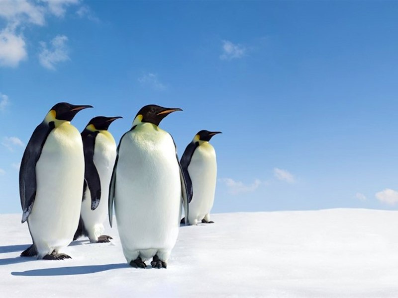 Attenborough's Dynasties: top trips to follow in the footsteps of the BBC Natural History Unit