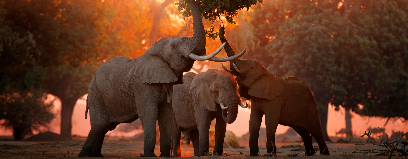 The Best Safari Experiences in Zimbabwe