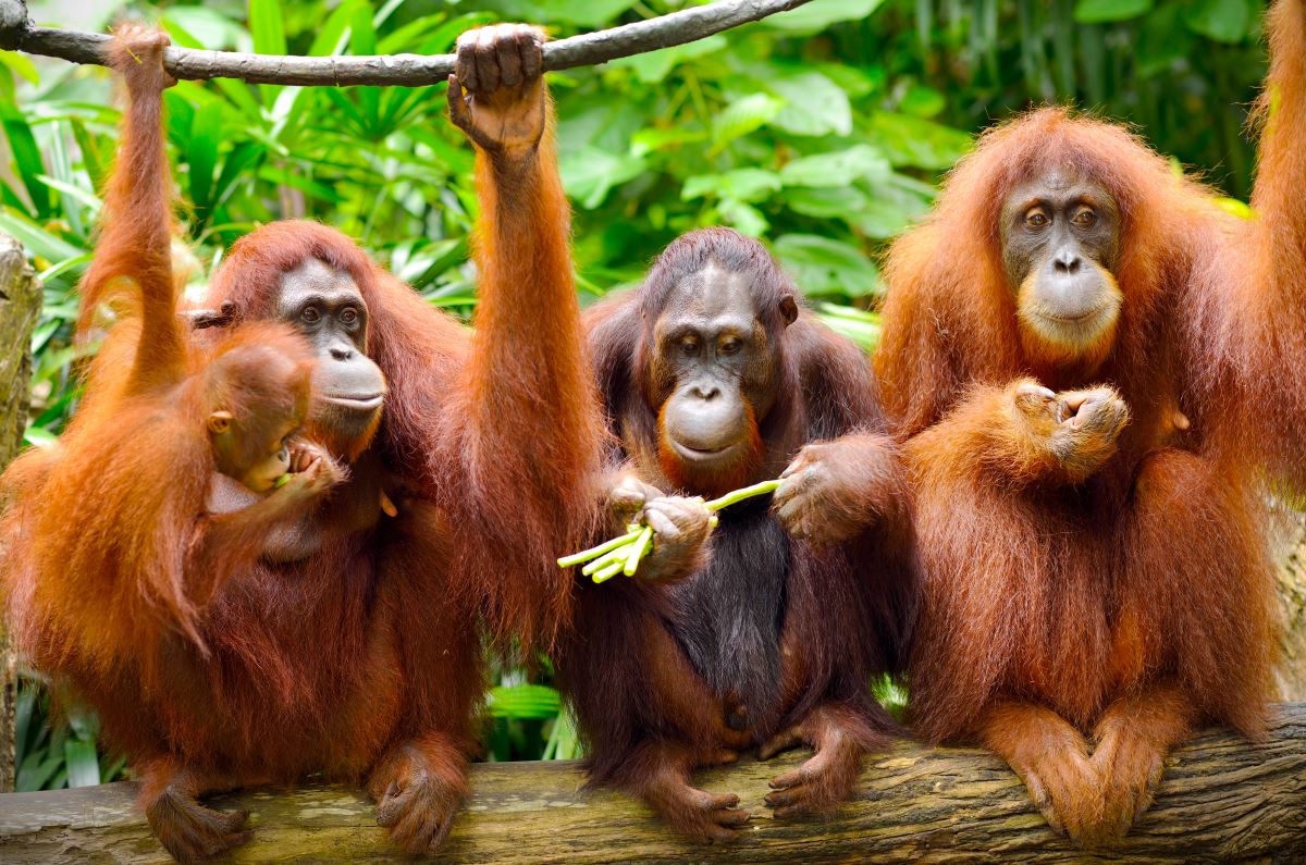 Durrell's Miniature Monkey Mission
