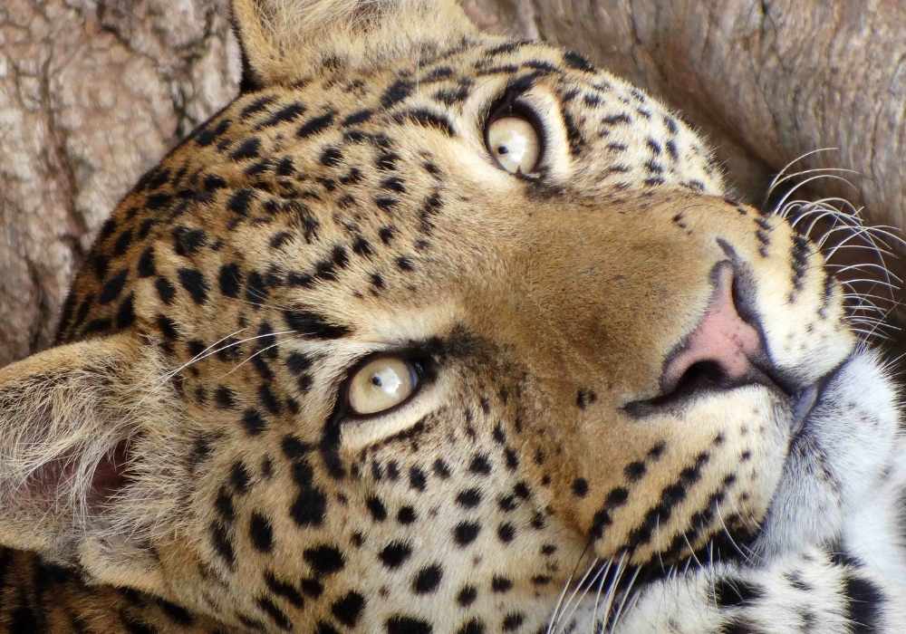 Eastern Cape Safari Guide: How it Compares to Kruger and Where to Stay