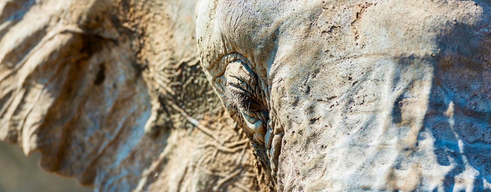 Elephant Encounters in Kenya and Malawi