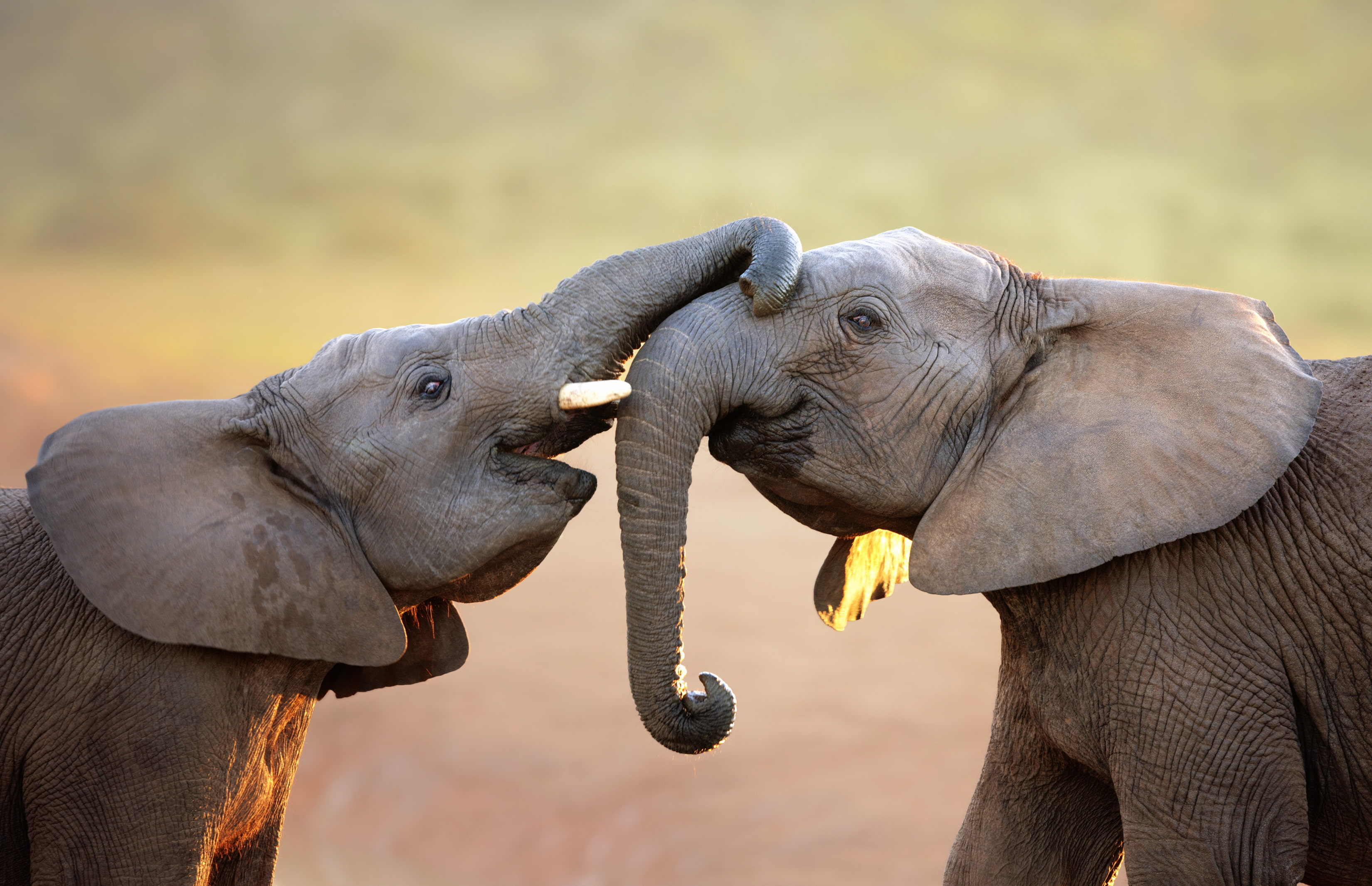 South Africa Family Holidays: Best Holiday Destinations for Family Safari Adventures