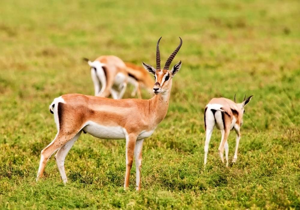 The Great Wildebeest Migration: Travel Guide to one of Africa’s Most Spectacular Natural Wonders
