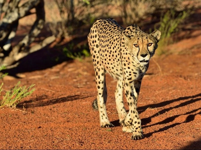 Top five safaris for responsible travellers