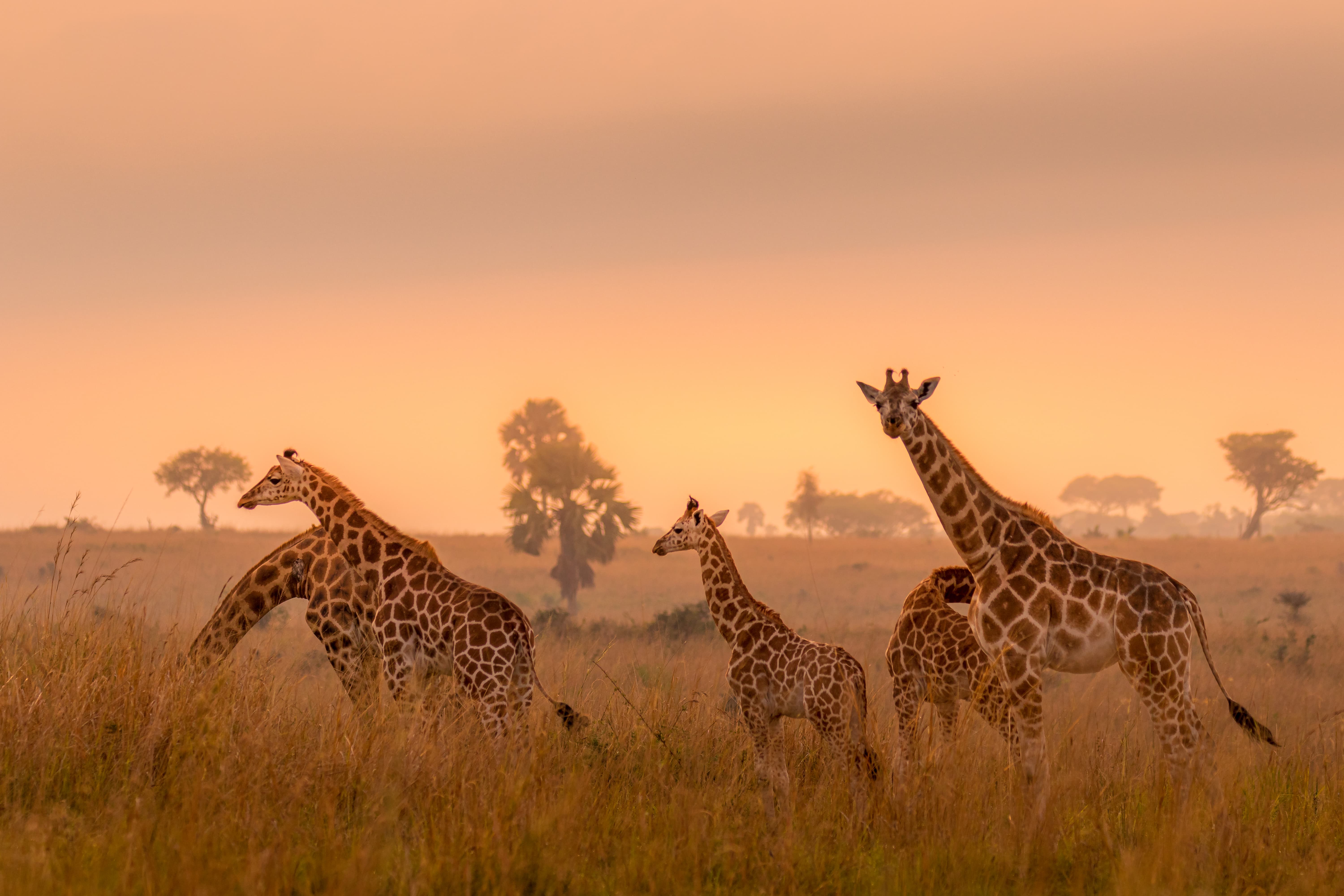Uganda vs Rwanda: Gorilla Tracking & Other Experiences Compared
