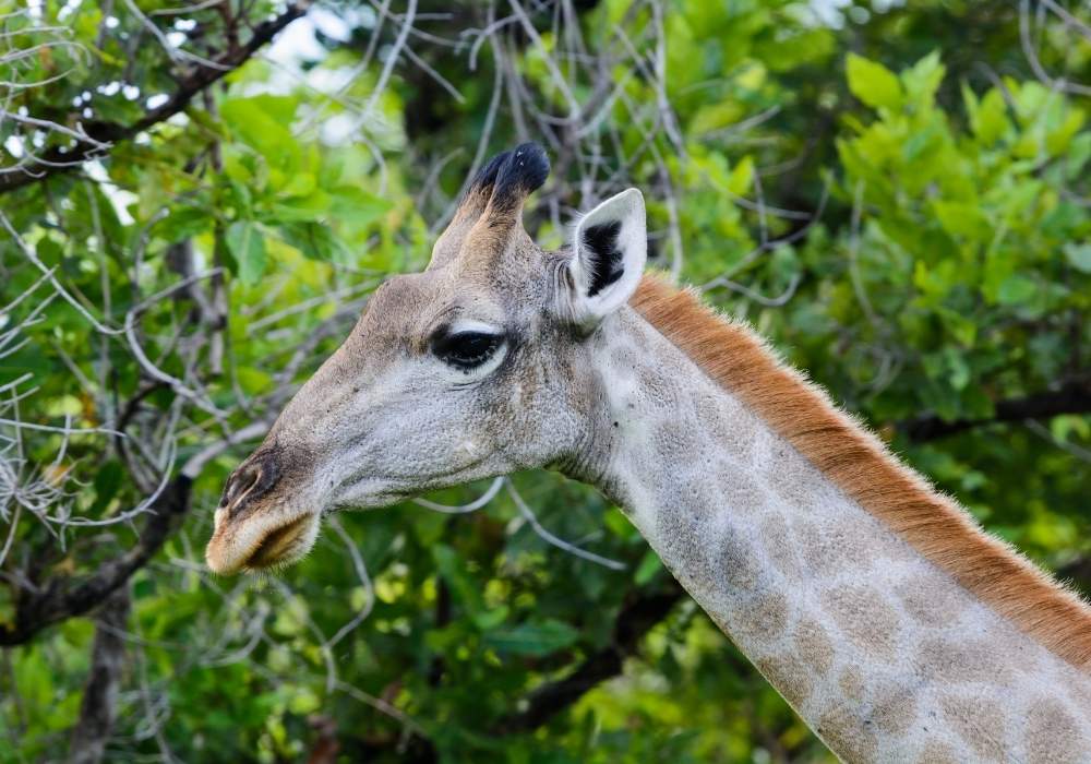 What is the Best Time of Year to Visit Malawi?